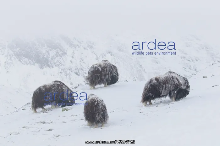: Muskox group : Muskox group
