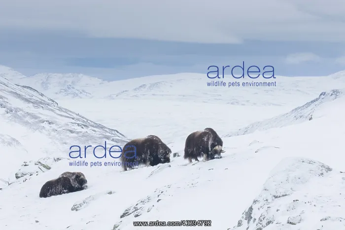 : Muskox group : Muskox group