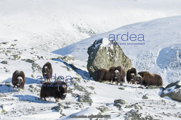 : Muskox group : Muskox group