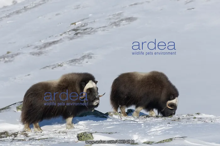 : Muskox group : Muskox group