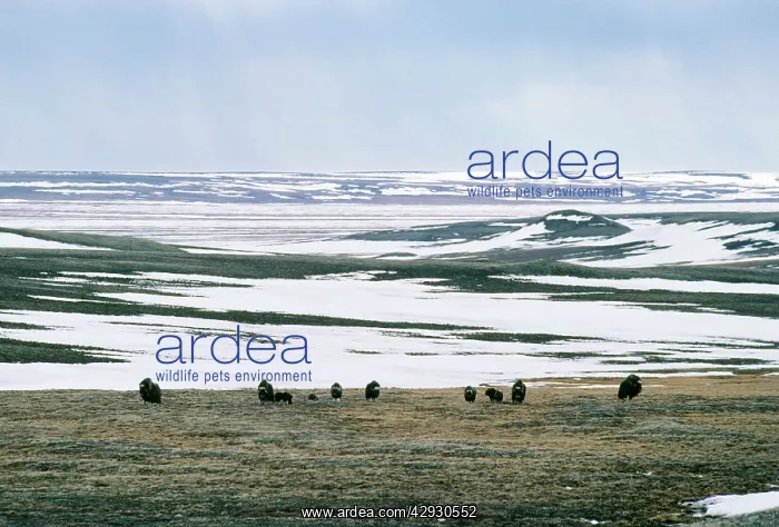 : MUSKOX - herd grazing : MUSKOX - herd grazing