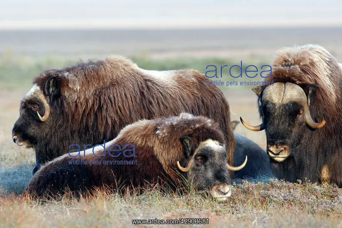 : Muskox - male on the right : Muskox - male on the right