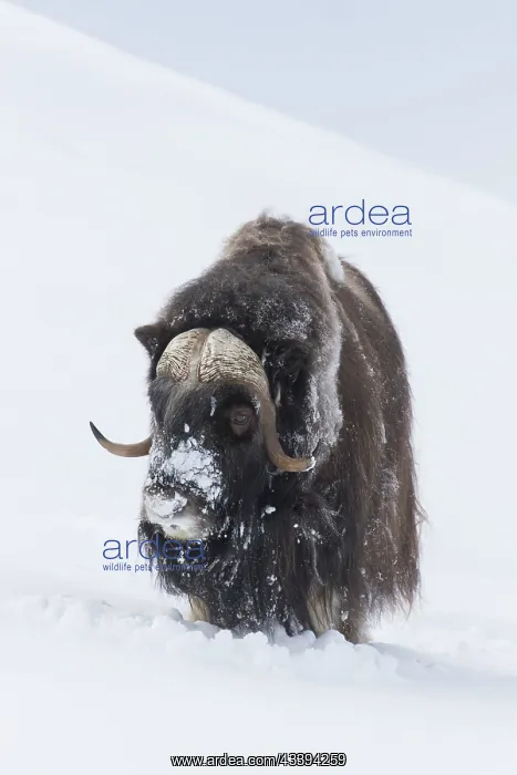 : Muskox male winter : Muskox male winter