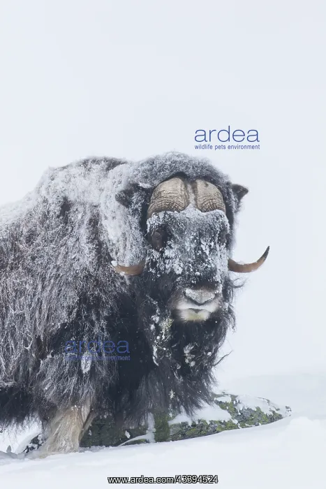 : Muskox male winter : Muskox male winter