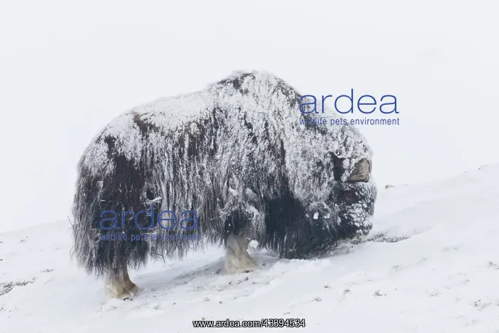  : Muskox male winter