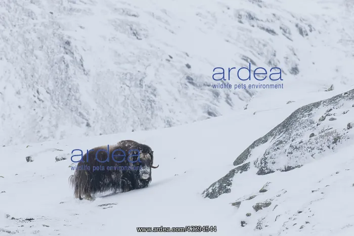 : Muskox male winter : Muskox male winter