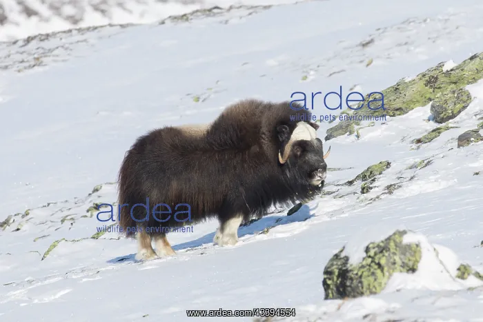 : Muskox male winter : Muskox male winter