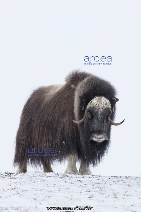  : Muskox male winter