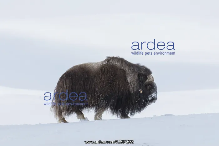  : Muskox male winter