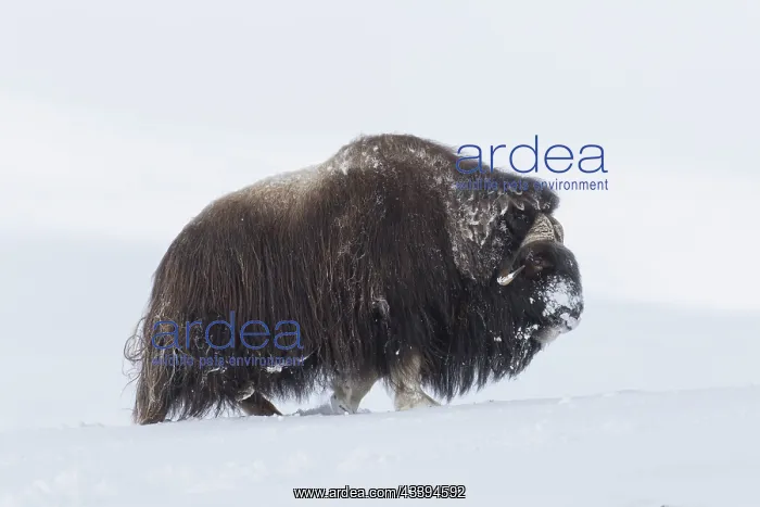  : Muskox male winter