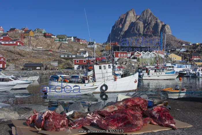 : Muskox meat at the harbour of Uummannaq - Greenland : Muskox meat at the harbour of Uummannaq - Greenland
