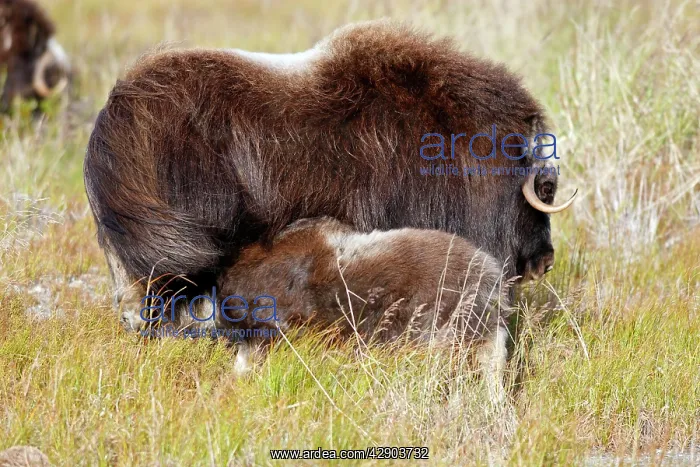 : Muskox - mother feeding calf : Muskox - mother feeding calf