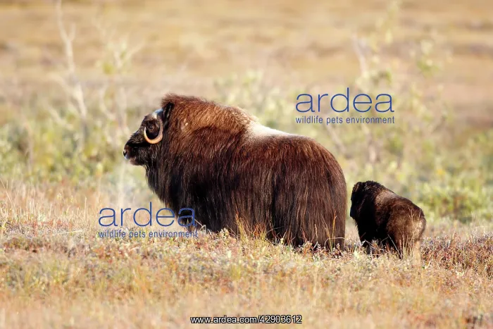 : Muskox - mother and young : Muskox - mother and young