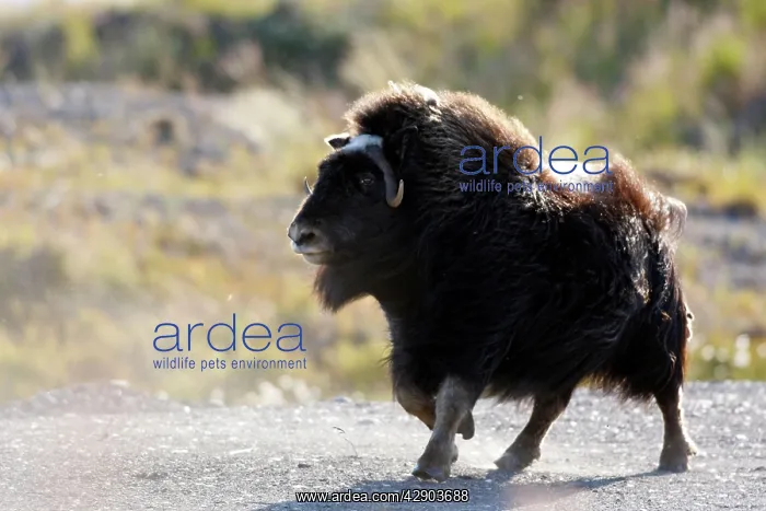 : Muskox - Nome : Muskox - Nome