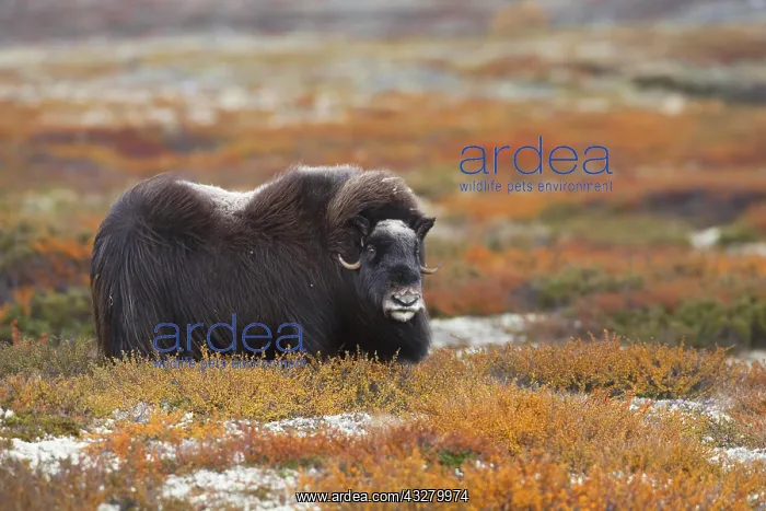  : Muskox (Ovibos moschatus) in autumn tundra, Dovrefjell