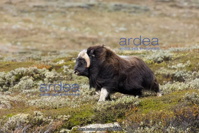  : muskox (Ovibos moschatus) female in landscape