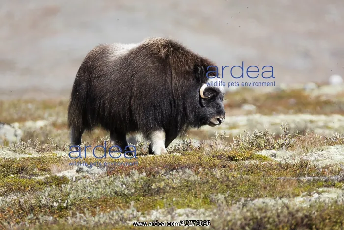 : muskox (Ovibos moschatus) female in landscape : muskox (Ovibos moschatus) female in landscape