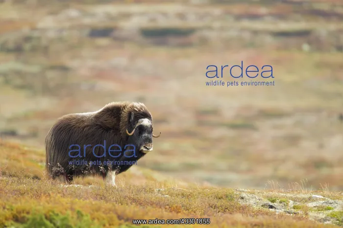 : Muskox (Ovibos moschatus) look to the camera, N : Muskox (Ovibos moschatus) look to the camera, N