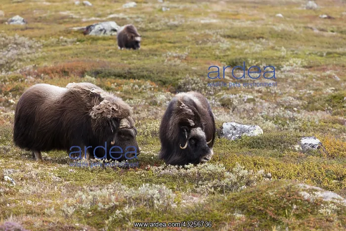 : muskox (Ovibos moschatus) male and female in la : muskox (Ovibos moschatus) male and female in la