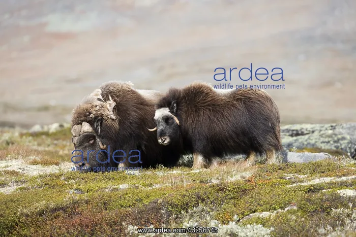 : muskox (Ovibos moschatus) male and female in la : muskox (Ovibos moschatus) male and female in la