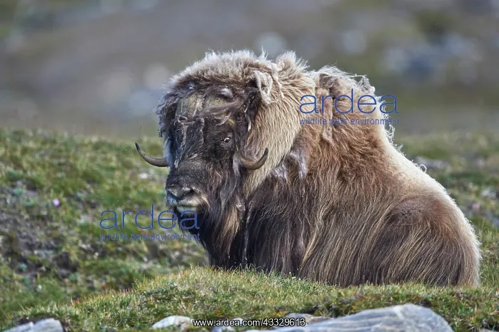 : Muskox (Ovibos moschatus) in the tundra, Pointe : Muskox (Ovibos moschatus) in the tundra, Pointe