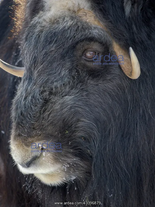 : Muskox (Ovibos moschatus) during winter, Finland : Muskox (Ovibos moschatus) during winter, Finland