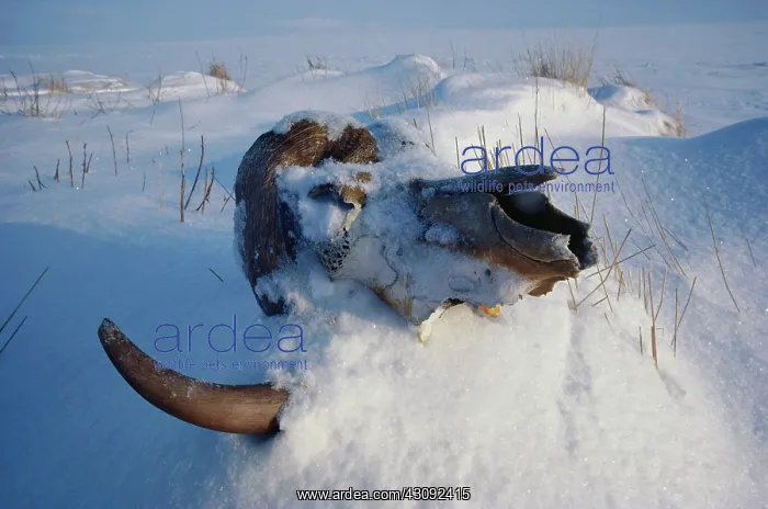 : Muskox skull in snow : Muskox skull in snow