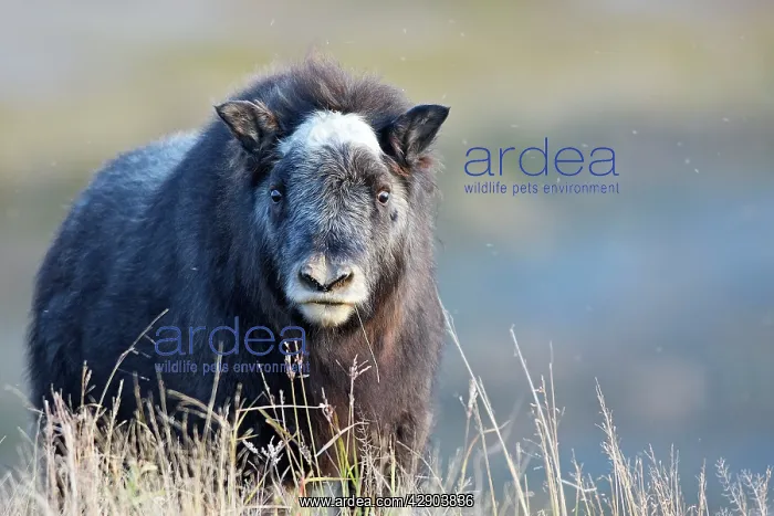 : Muskox - young : Muskox - young
