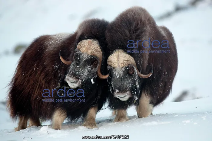 : Muskoxen (Ovibos moschatus) fighting, Dovrefjell-Sunndalsfje : Muskoxen (Ovibos moschatus) fighting, Dovrefjell-Sunndalsfje