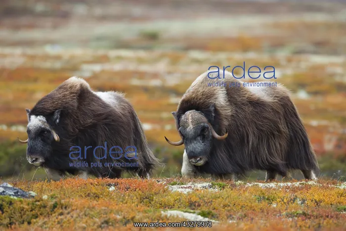 : Two Muskoxes (Ovibos moschatus) walking in autumn : Two Muskoxes (Ovibos moschatus) walking in autumn