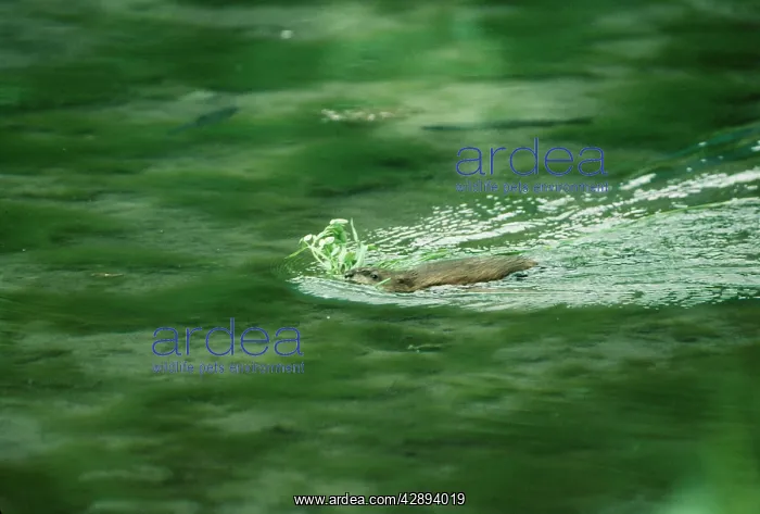 : MUSKRAT (Ondatra zibethicus). Swimming with plant nesting material : MUSKRAT (Ondatra zibethicus). Swimming with plant nesting material