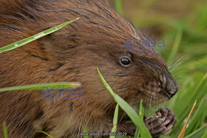  : Muskrat