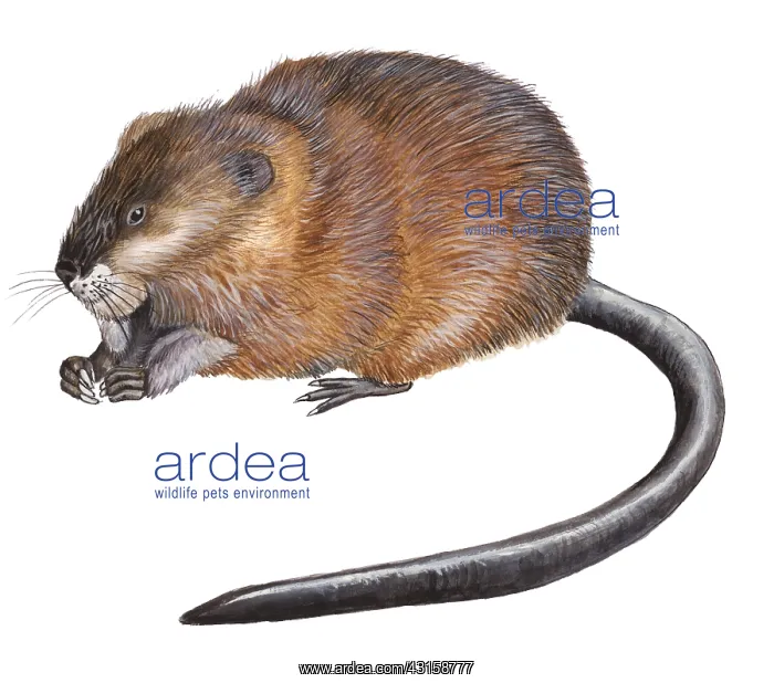 : Muskrat. Illustration of e sitting Muskrat (Ondatra zibethicus) : Muskrat. Illustration of e sitting Muskrat (Ondatra zibethicus)