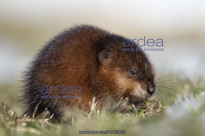 : Muskrat (Ondatra zibethica) looking for food : Muskrat (Ondatra zibethica) looking for food
