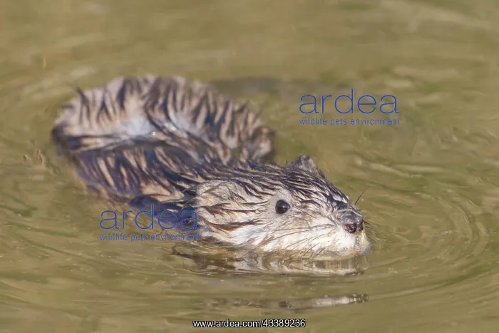 : Muskrat - swimming Muskrat - Germany : Muskrat - swimming Muskrat - Germany