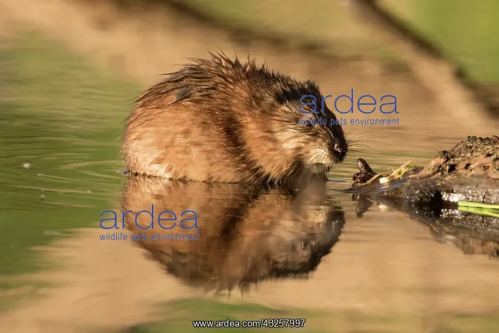 : Muskrat - adult in shallow water - Germany : Muskrat - adult in shallow water - Germany
