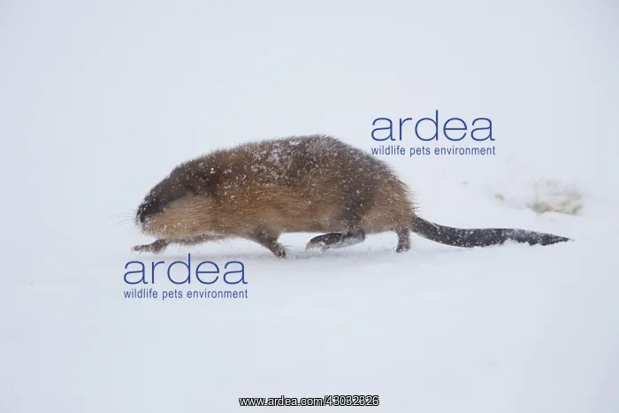  : Muskrat - adult in snow - Germany