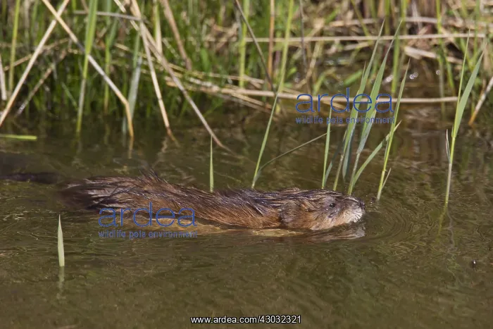  : Muskrat - adult swimming - Germany