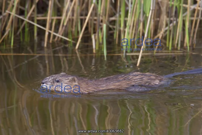  : Muskrat - adult swimming - Germany