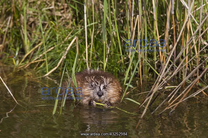  : Muskrat - adult at the waters edge - Germany