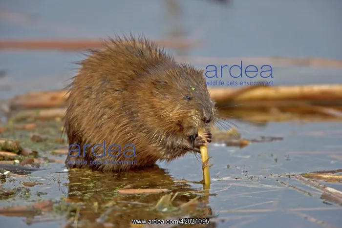 : Muskrat - Biting on reed : Muskrat - Biting on reed