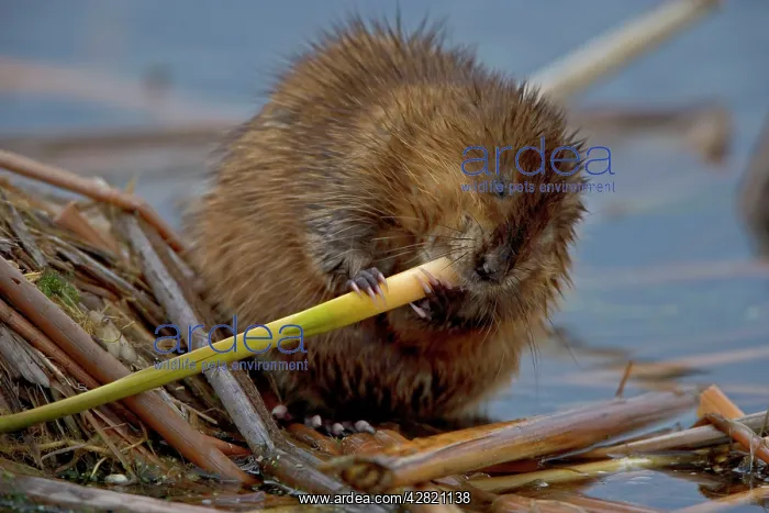 : Muskrat - Biting on reed : Muskrat - Biting on reed