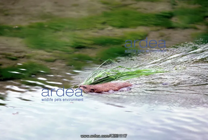 : MUSKRAT - COLLECTING GRASS : MUSKRAT - COLLECTING GRASS
