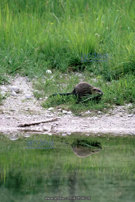: Muskrat - collecting grass as nesting material : Muskrat - collecting grass as nesting material