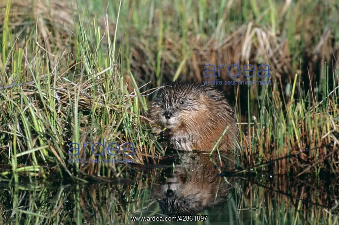 : MUSKRAT - emerging from grass, by the edge of water : MUSKRAT - emerging from grass, by the edge of water