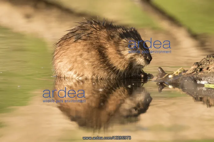: Muskrat - feeding on plant - Germany : Muskrat - feeding on plant - Germany