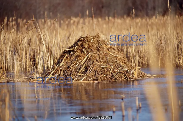 : Muskrat - lodge : Muskrat - lodge