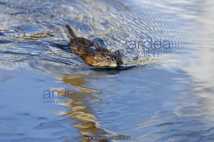: Muskrat (Ondatra zibethicus) swimming in small beaver : Muskrat (Ondatra zibethicus) swimming in small beaver
