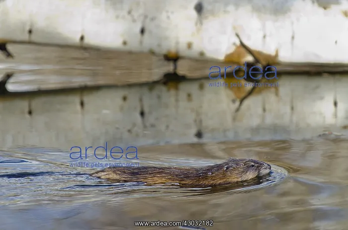 : Muskrat (Ondatra zibethicus) swimming in small beaver : Muskrat (Ondatra zibethicus) swimming in small beaver