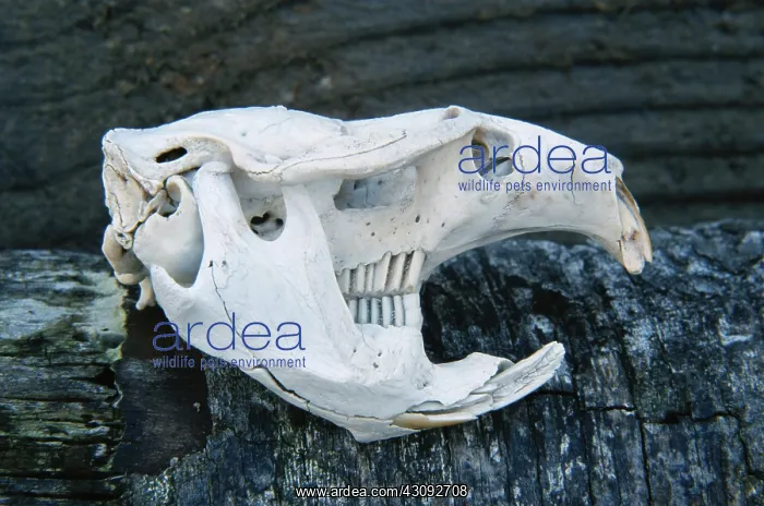 : Muskrat skull : Muskrat skull